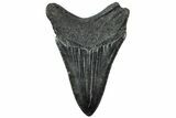 Serrated, Fossil Megalodon Tooth - South Carolina #312091-1